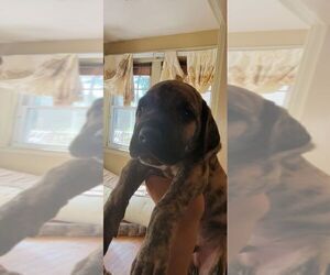 Great Dane Puppy for Sale in NORTH HAVEN, Connecticut USA