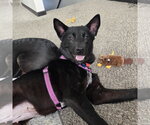Small #4 Border Collie Mix
