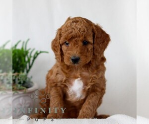 Goldendoodle (Miniature) Puppy for sale in NARVON, PA, USA
