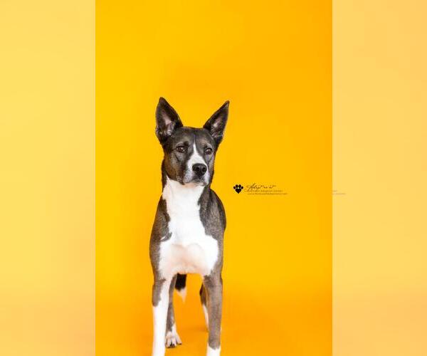 Medium Photo #5 Siberian Husky-Unknown Mix Puppy For Sale in Rockwall, TX, USA