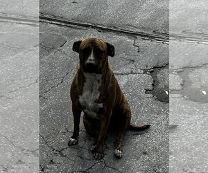 COURTESY POST: Mia & Canela - Female Mutt Dog for Adoption - Photo #2