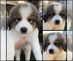 Small Photo #7 Great Bernese Puppy For Sale in OVERLAND, KS, USA