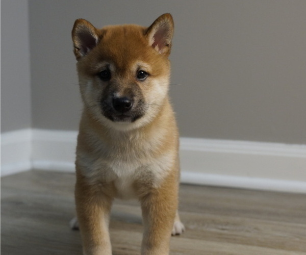 Medium Photo #31 Shiba Inu Puppy For Sale in CARPENTERSVILLE, IL, USA