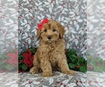 Small Photo #1 Cavapoo Puppy For Sale in KIRKWOOD, PA, USA