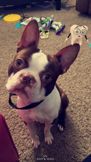 Boston Terrier Puppy for sale in DUNN, NC, USA