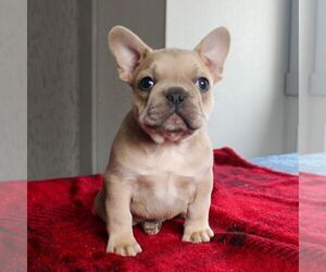 French Bulldog Puppy for sale in LANCASTER, PA, USA