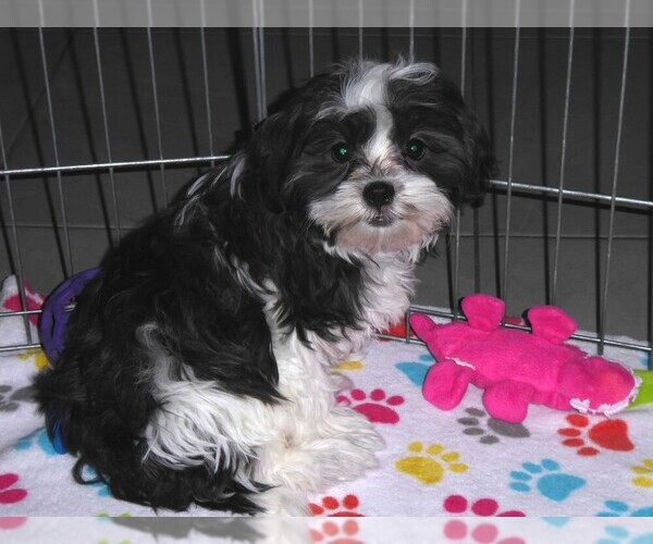 Medium Photo #12 Mal-Shi Puppy For Sale in ORO VALLEY, AZ, USA