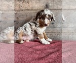 Small #12 Australian Shepherd