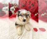Image preview for Ad Listing. Nickname: Blue Merle Male