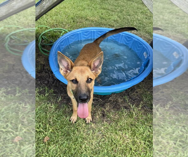 Medium Photo #8 German Shepherd Dog-Unknown Mix Puppy For Sale in San Leon, TX, USA
