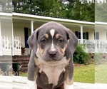 Puppy 6 American Bully