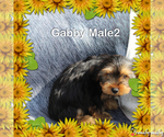 Small Photo #5 Yorkshire Terrier Puppy For Sale in SCOTTSVILLE, KY, USA
