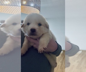 Great Pyrenees Puppy for sale in CARROLLTON, GA, USA
