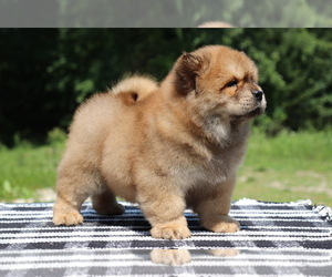 Chow Chow Puppy for Sale in AUGUSTA, Michigan USA
