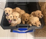 Litter of 8 - Male(s) and Female(s) Golden RetrieverLitter of Puppies for Sale - Photo #4