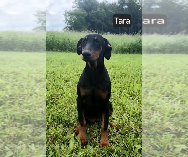 Medium Photo #1 Doberman Pinscher Puppy For Sale in POMEROY, OH, USA