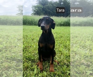 Doberman Pinscher Puppy for sale in POMEROY, OH, USA