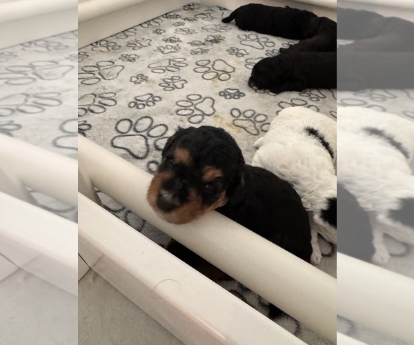 Medium Photo #52 Miniature Bernedoodle Puppy For Sale in AUBURNDALE, FL, USA