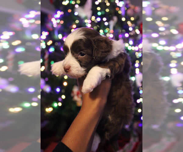 Medium Photo #3 Poovanese Puppy For Sale in LOUISVILLE, KY, USA
