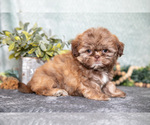 Small #1 Shih Tzu