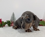 Small #12 Dachshund