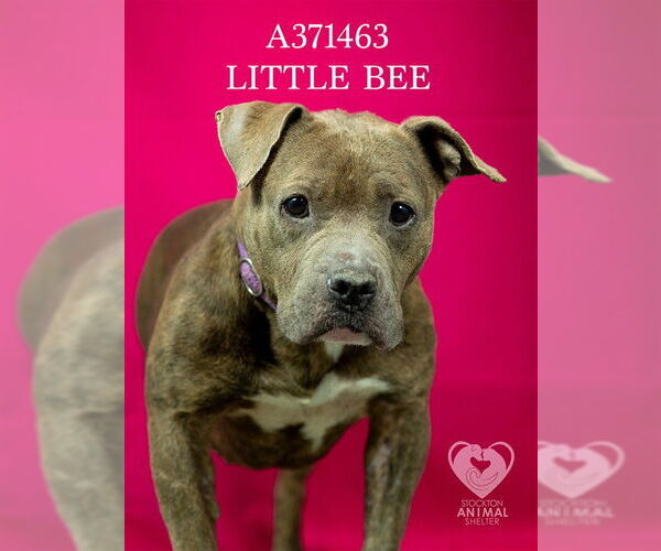 Medium Photo #2 Mutt Puppy For Sale in Stockton, CA, USA