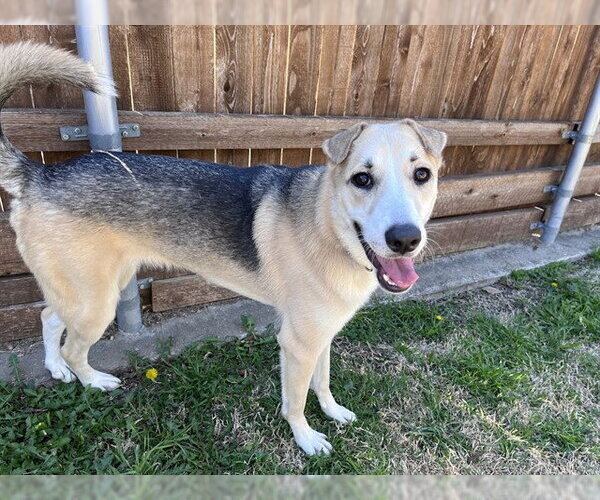 Medium Photo #3 German Shepherd Dog-Unknown Mix Puppy For Sale in Plano, TX, USA
