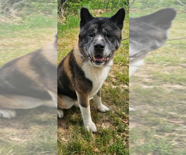 Medium Photo #1 Akita Puppy For Sale in Mooresville, NC, USA
