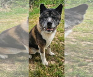 Akita Dogs for adoption in Mooresville, NC, USA