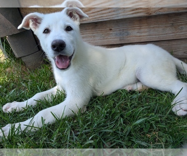 Medium Photo #3 Alaskan Malamute-German Shepherd Dog Mix Puppy For Sale in WAYNESBORO, PA, USA