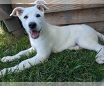 Small #1 Alaskan Malamute-German Shepherd Dog Mix
