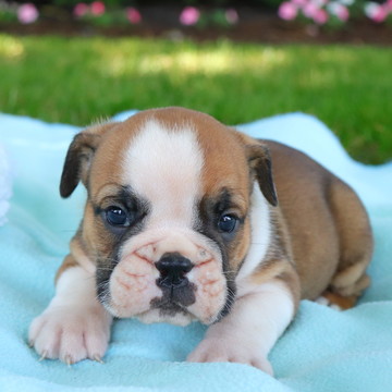 Medium Photo #1 English Bulldog Puppy For Sale in GAP, PA, USA
