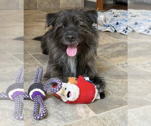 Mutt Dogs for adoption in oakland, FL, USA