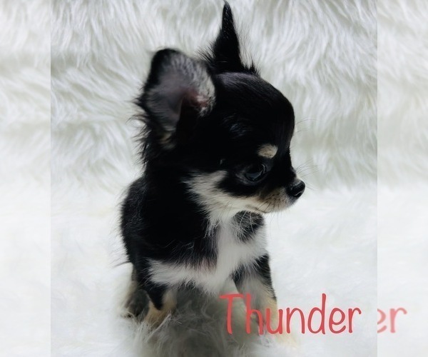 Medium Photo #1 Chihuahua Puppy For Sale in CONROE, TX, USA