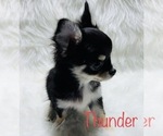 Small Photo #1 Chihuahua Puppy For Sale in CONROE, TX, USA