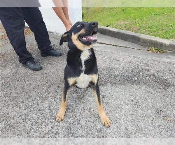 Medium Photo #1 German Shepherd Dog-Unknown Mix Puppy For Sale in Houston, TX, USA