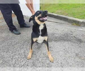 German Shepherd Dog-Unknown Mix Dogs for adoption in Houston, TX, USA