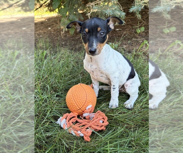 Medium Photo #3 Rat Terrier Puppy For Sale in MIDDLEBURY, IN, USA
