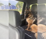 Small #2 German Shepherd Dog