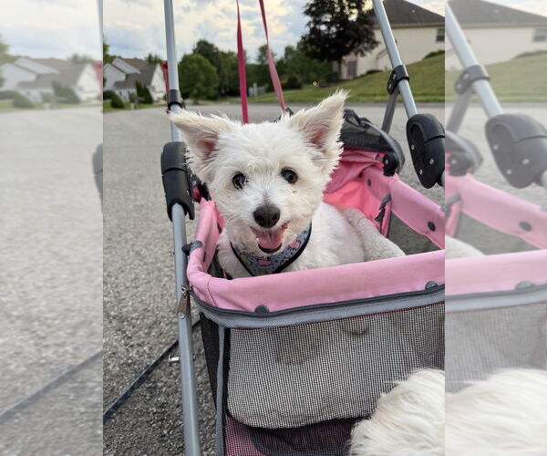 Medium Photo #10 Bichon Frise-Unknown Mix Puppy For Sale in Springdale, PA, USA