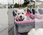 Small #9 Bichon Frise Mix