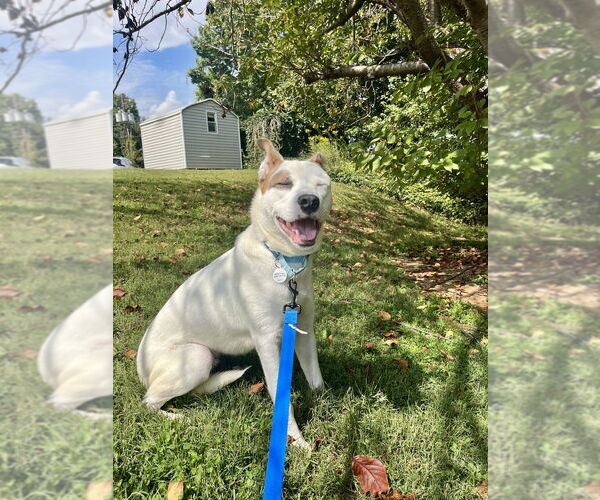 Medium Photo #5 Mutt Puppy For Sale in Candler, NC, USA
