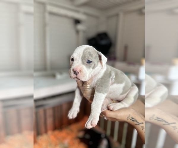 Medium Photo #1 American Bully-American Pit Bull Terrier Mix Puppy For Sale in PENSACOLA, FL, USA