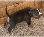 Small #4 American Bully