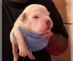 Small Photo #2 American Bully Puppy For Sale in WALLINGFORD, CT, USA