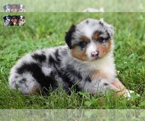 Australian Shepherd Puppy for sale in EASTON, MO, USA