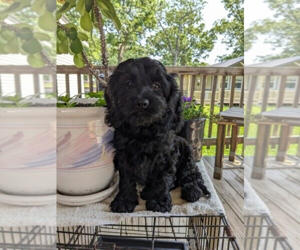 Medium Photo #1 Cock-A-Poo Puppy For Sale in SALEM, MO, USA