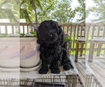 Puppy 2 Cock-A-Poo