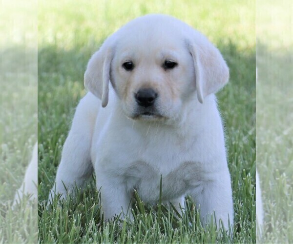 Medium Photo #29 Labrador Retriever Puppy For Sale in SYRACUSE, IN, USA