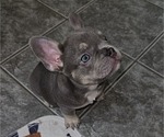 Small Photo #6 French Bulldog Puppy For Sale in FORT MYERS, FL, USA